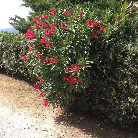 In 2 To 4 Persons With Large Private Garden Sole Apartment Capoliveri (Isola d'Elba)